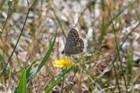 Aricia agestis