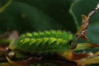 Callophrys rubi