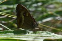 Pyronia tithonus