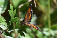 Pyronia tithonus