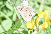 Aricia agestis