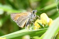 Thymelicus sylvestris
