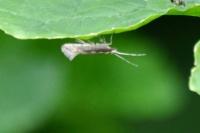 Plutella xylostella