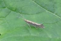 Plutella xylostella