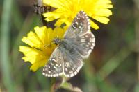 Pyrgus armoricanus
