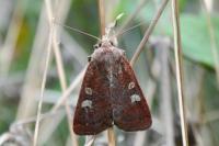 Xestia xanthographa