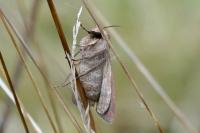 Xestia xanthographa