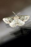Cleorodes lichenaria