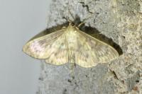 Patania ruralis