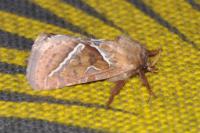Triodia sylvina
