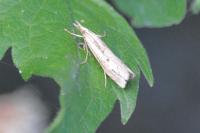 Agriphila geniculea