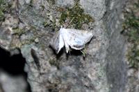 Cataclysta lemnata