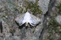 Cataclysta lemnata