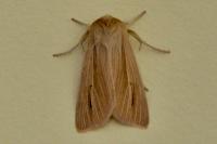Mythimna impura