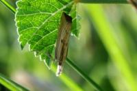 Agriphila inquinatella