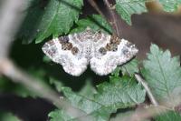 Epirrhoe alternata