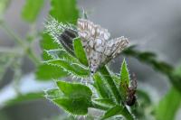 Elophila nymphaeata