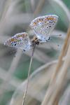 Aricia agestis