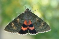 Catocala elocata