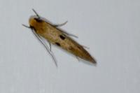 Tinea trinotella