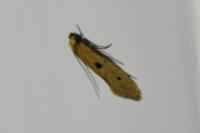 Tinea trinotella