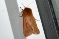 Phragmatobia fuliginosa