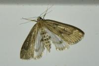 Parapoynx stratiotata
