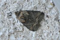 Abrostola triplasia