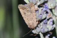 Caradrina clavipalpis