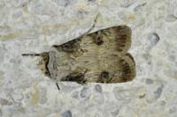 Agrotis puta