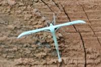 Emmelina monodactyla