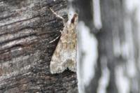 Eudonia mercurella