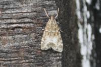 Eudonia mercurella