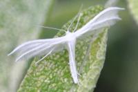 Pterophorus pentadactylus