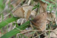 Maniola jurtina
