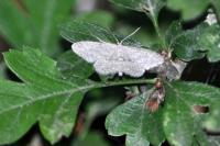 Idaea seriata