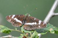 Limenitis camilla