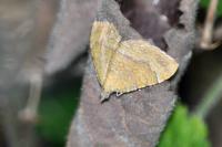 Camptogramma bilineata
