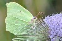 Gonepteryx rhamni