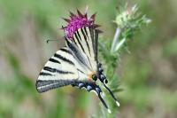 Iphiclides podalirius