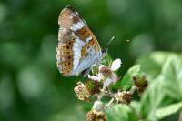 Limenitis camilla