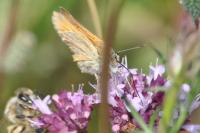 Thymelicus sylvestris
