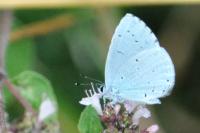 Celastrina argiolus
