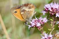 Pyronia tithonus