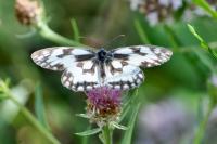 Melanargia galathea