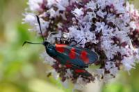 Zygaena filipendulae