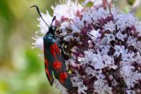 Zygaena filipendulae