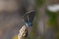 Polyommatus icarus