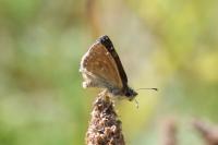 Erynnis tages