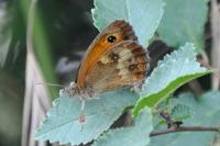 Pyronia tithonus